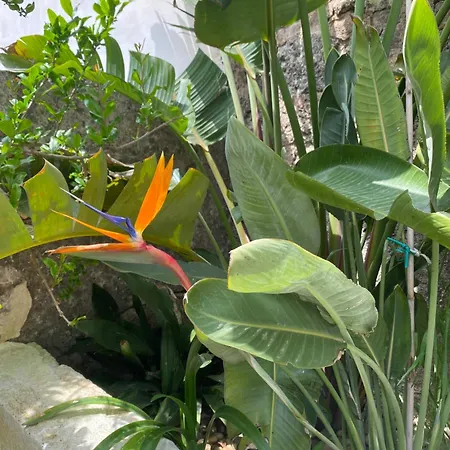 Dimora Rosa פרזיצ'ה